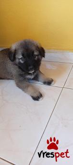 Ράτσα: Ελληνικός Ποιμενικός - Greek Shepherd | Ηλικία: 2 μηνών | Φύλο: Θηλυκό | Αρ. Microchip: 000000000000000 | Περιοχή: Κόρινθος, Πελλοπόνησος