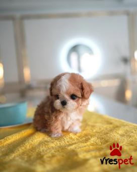 Ράτσα: Κανίς Βερικοκί - Caniche apricot | Ηλικία: 2,5 μηνών | Φύλο: Θηλυκό | Αρ. Microchip: 902208012080308 | Ιδιώτης | Εκπαιδευμένο | Pedigree | Περιοχή: Αθήνα, Αττική
