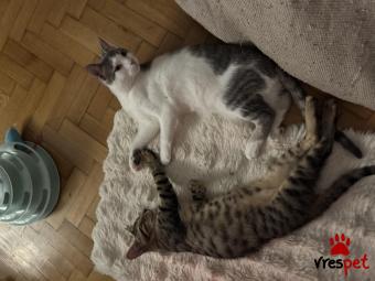 Ράτσα: Άγνωστο - Ημίαιμο | Ηλικία: 4 μηνών | Φύλο: Αρσενικό | Αρ. Microchip: 0 | Περιοχή: Ζωγράφου, Αττική