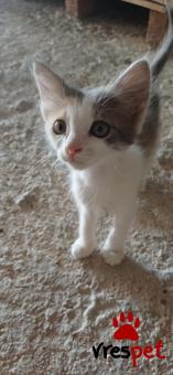 Ράτσα: Άγνωστο - Ημίαιμο | Ηλικία: 2 μηνών | Φύλο: Αρσενικό | Αρ. Microchip: 00000 | Περιοχή: Ιωάννινα, Ήπειρος