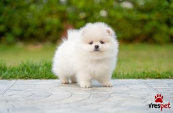 Ράτσα: Πομεράνιαν - Pomeranian | Ηλικία: 2,5 μηνών | Φύλο: Θηλυκό | Αρ. Microchip: 990260692  | Ιδιώτης | Εκπαιδευμένο | Για ζευγάρωμα | Pedigree | Περιοχή: Αθήνα, Αττική