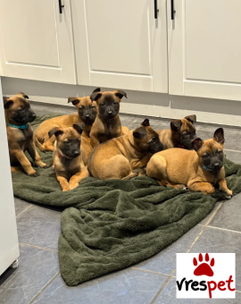 Ράτσα: Βελγικός Ποιμενικός Μαλινουά - Belgian Malinois | Ηλικία: 3 μηνών | Φύλο: Αρσενικό | Αρ. Microchip: 8922973834874783 | Ιδιώτης | Εκπαιδευμένο | Pedigree | Περιοχή: Αθήνα, Αττική