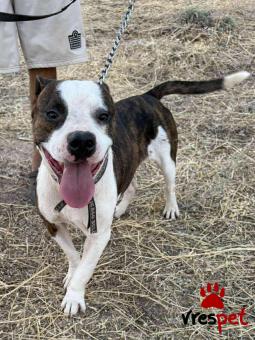 Ράτσα: Αμερικάνικο Σταφορντσάιρ τεριέ - American Staffordshire Terrier | Ηλικία: 4 ετών | Φύλο: Θηλυκό | Αρ. Microchip: 0 | Περιοχή: Γλυφάδα, Αττική
