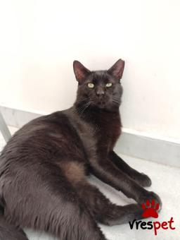 Ράτσα: Άγνωστο - Ημίαιμο | Ηλικία: 2 ετών | Φύλο: Αρσενικό | Αρ. Microchip: 90009823202540 | Περιοχή: Ελευσίνα, Αττική