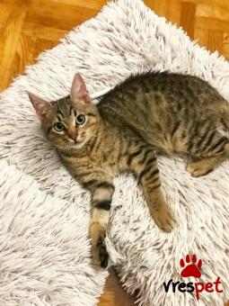 Ράτσα: Άγνωστο - Ημίαιμο | Ηλικία: 4 μηνών | Φύλο: Αρσενικό | Αρ. Microchip: 0 | Ημίαιμο | Περιοχή: Γλυφάδα, Αττική