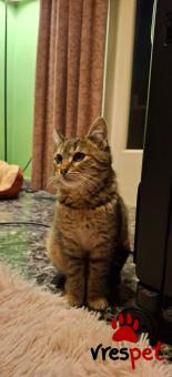 Ράτσα: Άγνωστο - Ημίαιμο | Ηλικία: 3 μηνών | Φύλο: Θηλυκό | Αρ. Microchip: 000000000000000000000 | Ημίαιμο | Περιοχή: Χαϊδάρι, Αττική