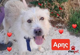 Ράτσα: Άγνωστο - Ημίαιμο | Ηλικία: 3 ετών | Φύλο: Αρσενικό | Αρ. Microchip: 9012362545478 | Ημίαιμο | Περιοχή: Λαυρεωτική, Αττική