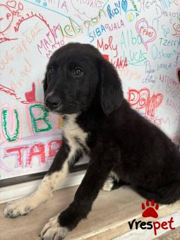 Ράτσα: Άγνωστο - Ημίαιμο | Ηλικία: 4 μηνών | Φύλο: Αρσενικό | Αρ. Microchip: 0 | Ημίαιμο | Περιοχή: Γλυφάδα, Αττική