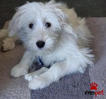 Ράτσα: Άγνωστο - Ημίαιμο | Ηλικία: 4 μηνών | Φύλο: Θηλυκό | Αρ. Microchip: 66778877 | Ημίαιμο | Περιοχή: Θεσσαλονίκη, Θεσσαλονίκη