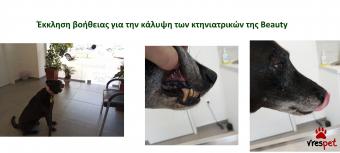 Ράτσα: Άλλη Ράτσα | Ηλικία: 4 ετών | Φύλο: Θηλυκό | Αρ. Microchip: 9821212121211111 | Περιοχή: Αττική