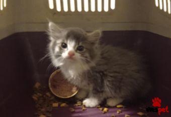 Ράτσα: Άγνωστο - Ημίαιμο | Ηλικία: 2 μηνών | Φύλο: Θηλυκό | Αρ. Microchip: 000000000000000000000 | Ημίαιμο | Περιοχή: Χαϊδάρι, Αττική