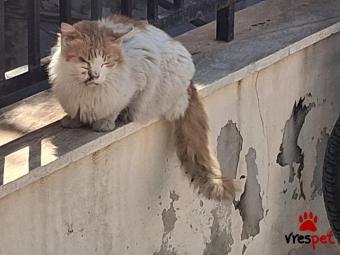 Ράτσα: Γάτα του Αιγαίου | Ηλικία: 1 έτους | Φύλο: Θηλυκό | Αρ. Microchip: 000000000000000000000 | Ημίαιμο | Περιοχή: Χαϊδάρι, Αττική