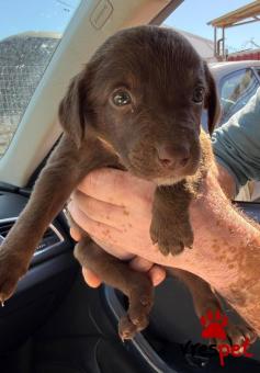 Ράτσα: Άγνωστο - Ημίαιμο | Ηλικία: 2 μηνών | Φύλο: Θηλυκό | Αρ. Microchip: 0 | Ημίαιμο | Περιοχή: Γλυφάδα, Αττική