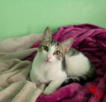 Ράτσα: Άγνωστο - Ημίαιμο | Ηλικία: 4 μηνών | Φύλο: Θηλυκό | Αρ. Microchip: 0 | Περιοχή: Αττική