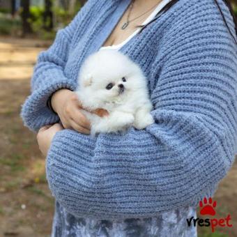 Ράτσα: Πομεράνιαν - Pomeranian | Ηλικία: 3 μηνών | Φύλο: Αρσενικό | Αρ. Microchip: 74547846466 | Ιδιώτης | Pedigree | Περιοχή: Αθήνα, Αττική
