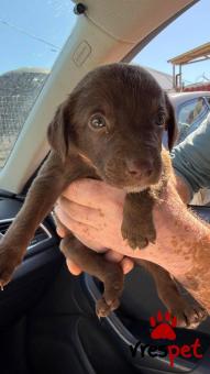 Ράτσα: Άλλη Ράτσα | Ηλικία: 2 μηνών | Φύλο: Θηλυκό | Αρ. Microchip: 0 | Ημίαιμο | Περιοχή: Γλυφάδα, Αττική