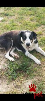 Ράτσα: Άγνωστο - Ημίαιμο | Ηλικία: 6 μηνών | Φύλο: Αρσενικό | Αρ. Microchip: 0000000000000000000000000000000000 | Περιοχή: Διόν Όλυμπος, Μακεδονία