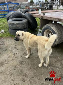 Ράτσα: Άλλη Ράτσα | Ηλικία: 1 έτους | Φύλο: Θηλυκό | Αρ. Microchip: 990000011614112 | Περιοχή: Σέρρες, Μακεδονία