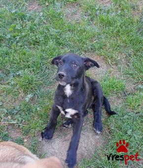 Ράτσα: Λαμπραντόρ - Labrador | Ηλικία: 2,5 μηνών | Φύλο: Αρσενικό | Αρ. Microchip: - | Ημίαιμο | Περιοχή: Θεσσαλονίκη, Θεσσαλονίκη
