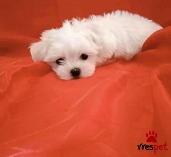 Ράτσα: Μαλτέζ - Maltese | Ηλικία: 2 μηνών | Φύλο: Αρσενικό | Αρ. Microchip: 941000011449195 | Ιδιώτης | Περιοχή: Καλαμαριά, Θεσσαλονίκη