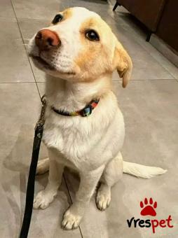 Ράτσα: Άγνωστο - Ημίαιμο | Ηλικία: 5 μηνών | Φύλο: Αρσενικό | Αρ. Microchip: - | Περιοχή: Κιλκίς, Μακεδονία