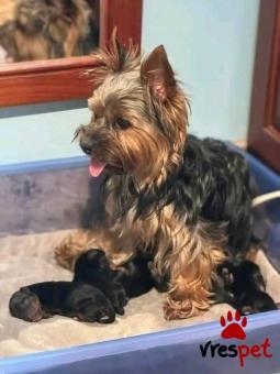 Ράτσα: Γιόρκσάϊρ τεριέ - Yorkshire Terrier | Ηλικία: 2,5 μηνών | Φύλο: Αρσενικό | Αρ. Microchip: 985113009870055 | Ιδιώτης | Εκπαιδευμένο | Pedigree | Περιοχή: Αθήνα, Αττική