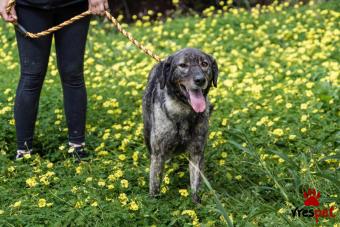 Ράτσα: Άγνωστο - Ημίαιμο | Ηλικία: 3 ετών | Φύλο: Θηλυκό | Αρ. Microchip: - | Περιοχή: Νέα Σμύρνη, Αττική