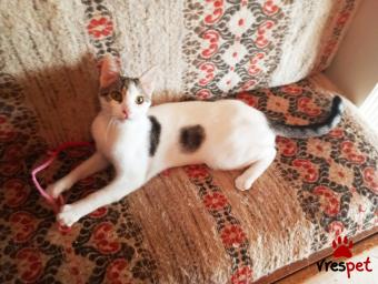 Ράτσα: Άγνωστο - Ημίαιμο | Ηλικία: 6 μηνών | Φύλο: Θηλυκό | Αρ. Microchip: 981022212121212 | Περιοχή: Αττική