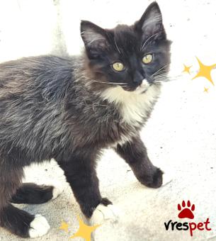 Ράτσα: Γάτα του Αιγαίου | Ηλικία: 3 μηνών | Φύλο: Αρσενικό | Αρ. Microchip: 000000000000 | Ιδιώτης | Περιοχή: Θεσσαλονίκη, Θεσσαλονίκη