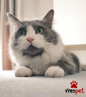 Ράτσα: Άγνωστο - Ημίαιμο | Ηλικία: 5+ | Φύλο: Αρσενικό | Αρ. Microchip: 0 | Περιοχή: Πολίχνη, Θεσσαλονίκη