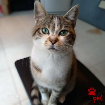 Ράτσα: Άγνωστο - Ημίαιμο | Ηλικία: 6 μηνών | Φύλο: Αρσενικό | Αρ. Microchip: 000000000000000000000 | Ημίαιμο | Περιοχή: Χαϊδάρι, Αττική