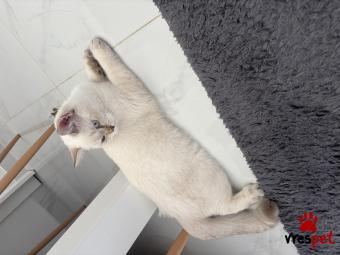 Ράτσα: Βρετανική Κοντότριχη | Ηλικία: 7 μηνών | Φύλο: Αρσενικό | Αρ. Microchip: - | Ιδιώτης | Περιοχή: Αττική