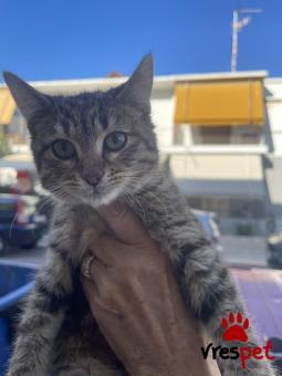 Ράτσα: Άγνωστο - Ημίαιμο | Ηλικία: 3 μηνών | Φύλο: Θηλυκό | Αρ. Microchip: 000000000000000000000 | Ημίαιμο | Περιοχή: Χαϊδάρι, Αττική