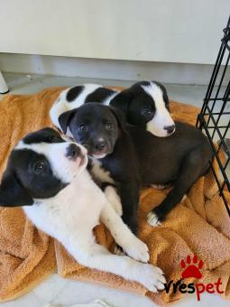 Ράτσα: Άγνωστο - Ημίαιμο | Ηλικία: 2,5 μηνών | Φύλο: Αρσενικό | Αρ. Microchip: 000000000000 | Περιοχή: Θερμαϊκός, Θεσσαλονίκη