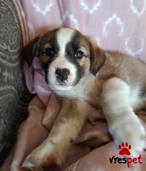 Ράτσα: Άγνωστο - Ημίαιμο | Ηλικία: 2 μηνών | Φύλο: Θηλυκό | Αρ. Microchip: 0 | Ημίαιμο | Περιοχή: Γλυφάδα, Αττική