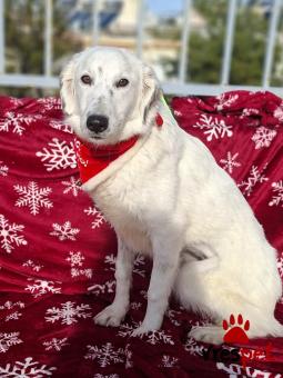 Ράτσα: Άγνωστο - Ημίαιμο | Ηλικία: 8 μηνών | Φύλο: Θηλυκό | Αρ. Microchip: 0 | Ημίαιμο | Περιοχή: Γλυφάδα, Αττική