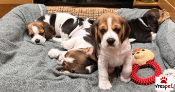 Ράτσα: Μπίγκλ - Beagle | Ηλικία: 2,5 μηνών | Φύλο: Θηλυκό | Αρ. Microchip: 83844547848776 | Ιδιώτης | Pedigree | Περιοχή: Αθήνα, Αττική
