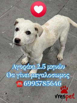 Ράτσα: Άγνωστο - Ημίαιμο | Ηλικία: 2,5 μηνών | Φύλο: Αρσενικό | Αρ. Microchip: 0000000 | Περιοχή: Κορδελιό Εύοσμος, Θεσσαλονίκη