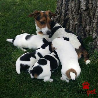 Ράτσα: Τζακ Ράσελ Τεριέ - Jack Russell Terrier | Ηλικία: 2,5 μηνών | Φύλο: Αρσενικό | Αρ. Microchip: 985113009870045 | Ιδιώτης | Εκπαιδευμένο | Pedigree | Περιοχή: Αθήνα, Αττική