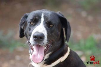 Ράτσα: Μεγάλος Δανίας - Great Dane | Ηλικία: 1 έτους | Φύλο: Αρσενικό | Αρ. Microchip: 000000000000000 | Περιοχή: Κόρινθος, Πελλοπόνησος