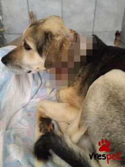 Ράτσα: Άγνωστο - Ημίαιμο | Ηλικία: 2 ετών | Φύλο: Αρσενικό | Αρ. Microchip: 0000000 | Περιοχή: Κορδελιό Εύοσμος, Θεσσαλονίκη