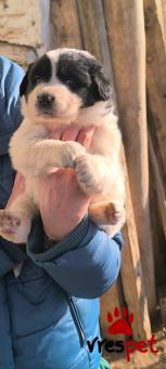 Ράτσα: Ελληνικός Ποιμενικός - Greek Shepherd | Ηλικία: 4 μηνών | Φύλο: Αρσενικό | Αρ. Microchip: Οχι | Περιοχή: Αττική