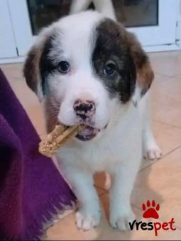 Ράτσα: Άγνωστο - Ημίαιμο | Ηλικία: 2 μηνών | Φύλο: Θηλυκό | Αρ. Microchip: - | Περιοχή: Κιλκίς, Μακεδονία