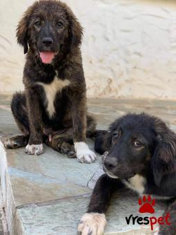 Ράτσα: Ελληνικός Ποιμενικός - Greek Shepherd | Ηλικία: 3 μηνών | Φύλο: Αρσενικό | Αρ. Microchip: 000000000000000 | Περιοχή: Περιστέρι, Αττική