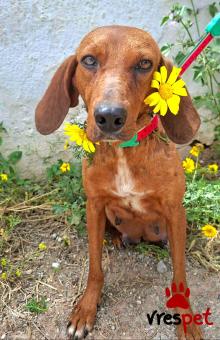 Ράτσα: Άλλη Ράτσα | Ηλικία: 4 ετών | Φύλο: Θηλυκό | Αρ. Microchip: 0 | Ημίαιμο | Περιοχή: Γλυφάδα, Αττική