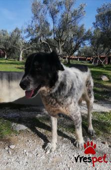 Ράτσα: Ελληνικός Ποιμενικός - Greek Shepherd | Ηλικία: 5+ | Φύλο: Θηλυκό | Αρ. Microchip: 467542457896467566 | Περιοχή: Σαρωνικός, Αττική