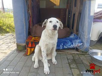 Ράτσα: Άγνωστο - Ημίαιμο | Ηλικία: 4 μηνών | Φύλο: Αρσενικό | Αρ. Microchip: 000000000000000000000 | Ημίαιμο | Περιοχή: Χαϊδάρι, Αττική