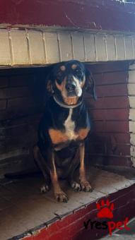 Ράτσα: Άγνωστο - Ημίαιμο | Ηλικία: 4 ετών | Φύλο: Θηλυκό | Αρ. Microchip: 999999999999 | Περιοχή: Νέα Σμύρνη, Αττική