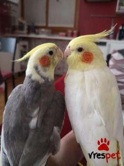 Είδος: Παπαγάλοι | Ιδιώτης | Περιοχή: Αθήνα, Αττική