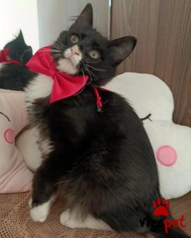 Ράτσα: Άγνωστο - Ημίαιμο | Ηλικία: 3 μηνών | Φύλο: Θηλυκό | Αρ. Microchip: 941000023035522 | Περιοχή: Νέα Ερυθραία, Αττική